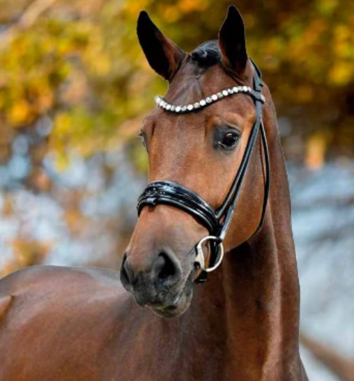 Catoki Gold Stallion